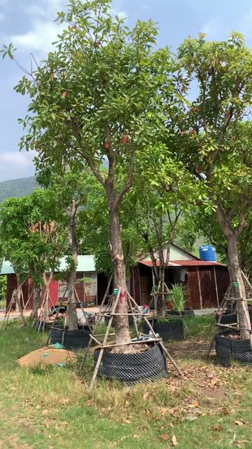 Cây xanh công trình các loại. Mua bán Cây cảnh, đồ trang trí tại Thành phố Tây Ninh Tây Ninh được đăng bởi PCCC Tây Ninh hình 1