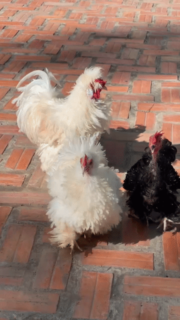 Gà Penkin Trắng Trưởng thành Cả cặp. Mua bán Gà tại Thành phố Thủ Dầu Một Bình Dương được đăng bởi Khang Diep hình 1