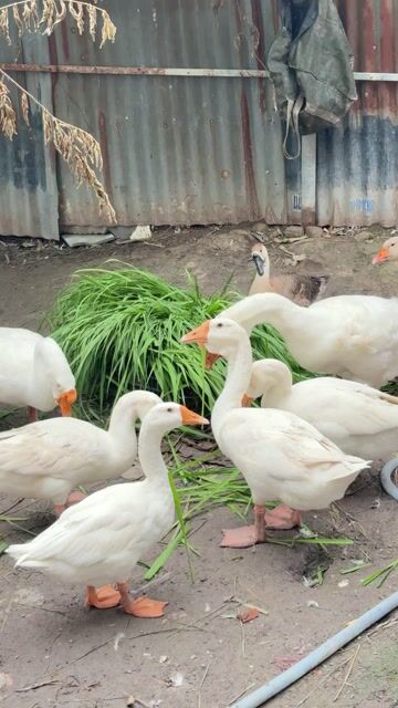 Ngỗng Trắng Tơ. Mua bán Thú cưng khác tại Quận 12 Tp Hồ Chí Minh được đăng bởi HoanGNam Phát Farm hình 1