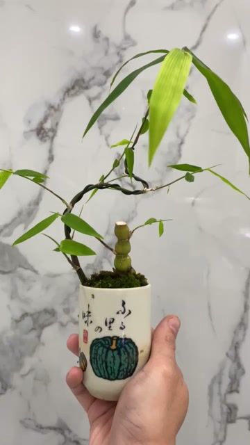 Tre bonsai mini. Mua bán Cây cảnh, đồ trang trí tại Quận Hải Châu Đà Nẵng được đăng bởi Nguyễn Văn Phúc hình 1
