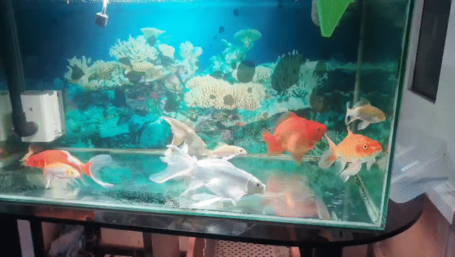 Cá chép sư tử, phi tần, oranda. Mua bán Thú cưng khác tại Thành phố Long Xuyên An Giang được đăng bởi Đỗ Công hình 1