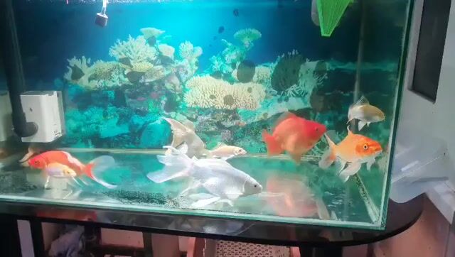 Cá chép sư tử, phi tần, oranda. Mua bán Thú cưng khác tại Thành phố Long Xuyên An Giang được đăng bởi Đỗ Công hình 1