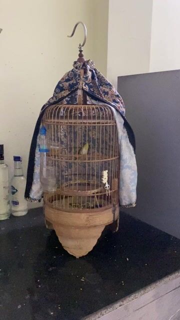 E bán khuyên líu và lồng. Mua bán Chim tại Quận Long Biên Hà Nội được đăng bởi duonganh hình 1