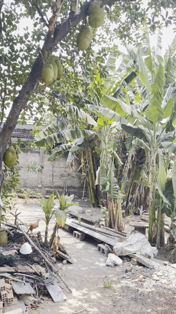 Cho thuê Đất Thành phố Dĩ An Bình Dương diện tích 50 m² giá 12 triệu/tháng