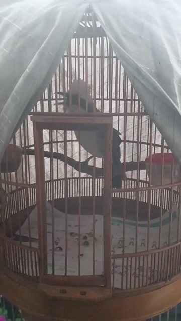 Chim Bồ chao trống Bổi. Mua bán Chim tại Thành phố Biên Hòa Đồng Nai được đăng bởi lâm Khoa hình 1