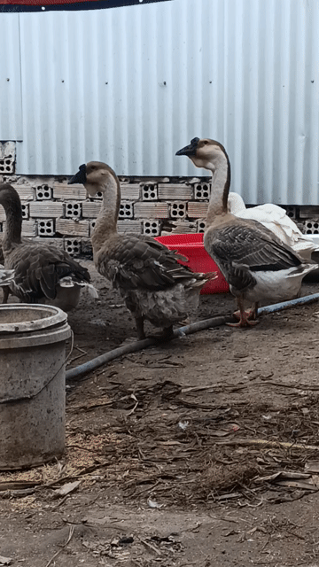 Ngỗng Sư tử hồ lô Xám Trống mái To khủng. Mua bán Thú cưng khác tại Thành phố Biên Hòa Đồng Nai được đăng bởi quang ro hình 1