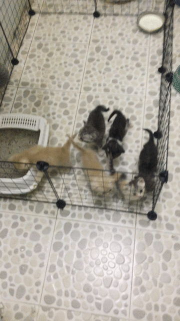 Mèo Anh lông ngắn lai Ba Tư 1 tháng. Mua bán Mèo tại Huyện Củ Chi Tp Hồ Chí Minh được đăng bởi Thùy Anh Vân hình 1