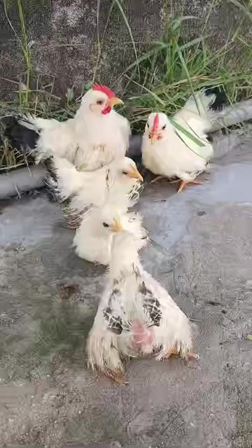 Gà Thái Chuối Tuyết Lùn . Mua bán Gà tại Huyện Đức Hòa Long An được đăng bởi trantu hình 1