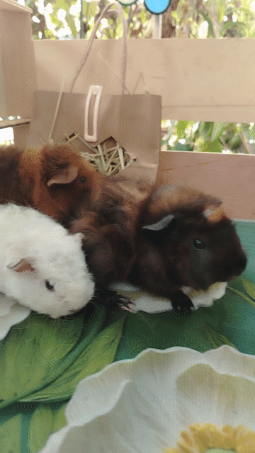Bọ ú Teddy, sheba. Mua bán Thú cưng khác tại Quận 11 Tp Hồ Chí Minh được đăng bởi Yaya Botho HLan hình 1