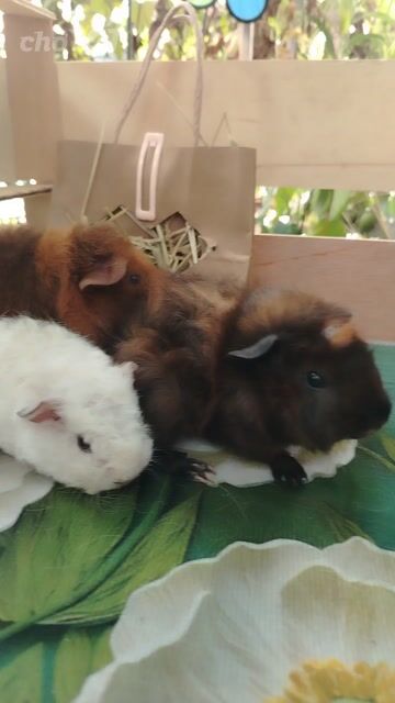 Bọ ú Teddy, sheba. Mua bán Thú cưng khác tại Quận 11 Tp Hồ Chí Minh được đăng bởi Yaya Botho HLan hình 1