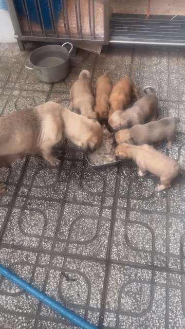 Chó Pug Nâu Cả đàn mẹ và 6 con. Mua bán Chó tại Huyện Hóc Môn Tp Hồ Chí Minh được đăng bởi Trần Biên BDSQ12HM hình 1