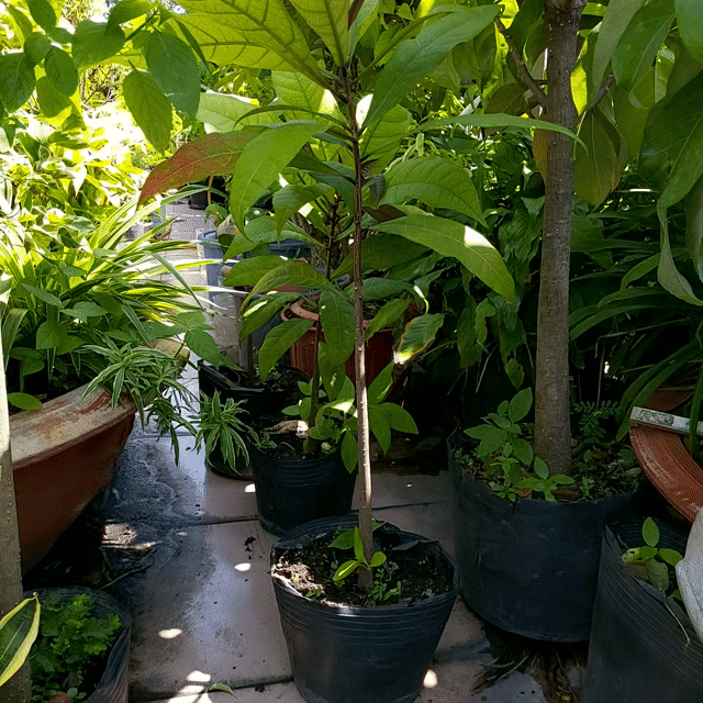 Cây Lôc vừng con hoa màu hông lá to. Mua bán Cây cảnh, đồ trang trí tại Quận 5 Tp Hồ Chí Minh được đăng bởi Pham Hung hình 1