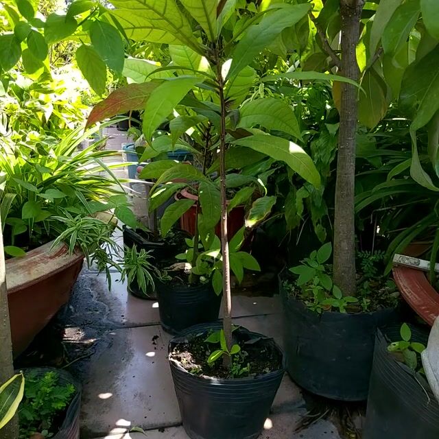 Cây Lôc vừng con hoa màu hông lá to. Mua bán Cây cảnh, đồ trang trí tại Quận 5 Tp Hồ Chí Minh được đăng bởi Pham Hung hình 1