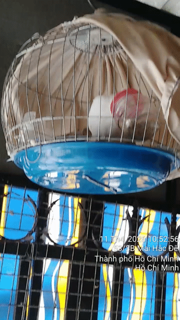 Chim Cu Thái Vân hoa Trống đã gáy. Mua bán Chim tại Quận 8 Tp Hồ Chí Minh được đăng bởi A Xồi hình 1
