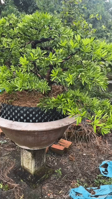 Cây cảnh Tùng kim cương Cai Lậy, Tiền Giang. Mua bán Cây cảnh, đồ trang trí tại Quận 12 Tp Hồ Chí Minh được đăng bởi Phuong hình 1