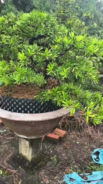 Cây cảnh Tùng kim cương Cai Lậy, Tiền Giang. Mua bán Cây cảnh, đồ trang trí tại Quận 12 Tp Hồ Chí Minh được đăng bởi Phuong hình 1