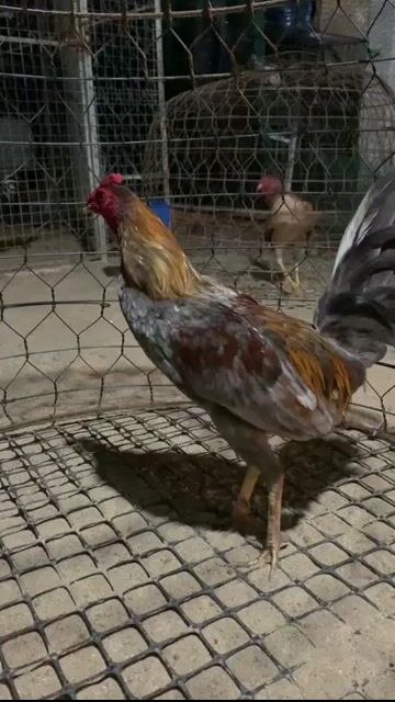 Gà GL Chim Cảnh. Mua bán Chim tại Huyện Củ Chi Tp Hồ Chí Minh được đăng bởi hiihii hình 1