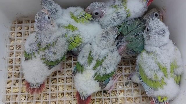 Vẹt Greencheek 30 ngày tuổi. Mua bán Chim tại Quận Tân Bình Tp Hồ Chí Minh được đăng bởi Nguyen Quoc hình 1