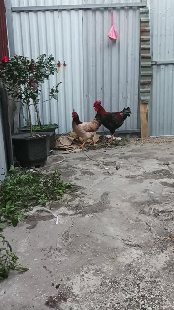 Gà ta trống mái đang đẻ. Mua bán Gà tại Quận Hoàng Mai Hà Nội được đăng bởi Mr Bach hình 1