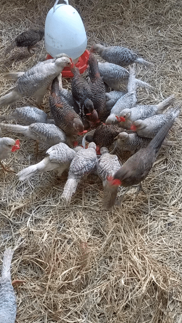 Chim trĩ 7 màu đỏ và 7 màu vàng. Mua bán Chim tại Huyện An Phú An Giang được đăng bởi Nguyễn minh đức hình 1