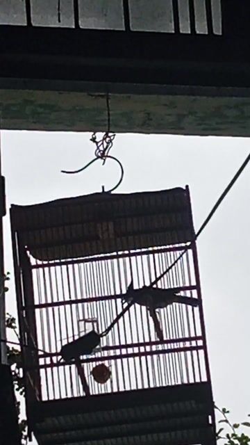 Chim chào mào giọng hay. Mua bán Chim tại Quận Hải Châu Đà Nẵng được đăng bởi Nguyên  hình 1