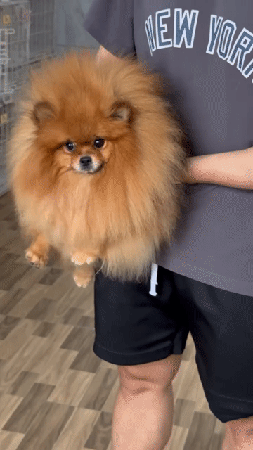 Chó Pomeranian cái . Mua bán Chó tại Quận Gò Vấp Tp Hồ Chí Minh được đăng bởi Thiên Tường hình 1