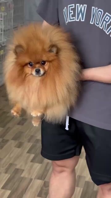 Chó Pomeranian cái . Mua bán Chó tại Quận Gò Vấp Tp Hồ Chí Minh được đăng bởi Thiên Tường hình 1