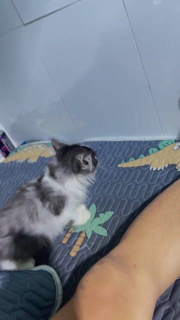 Bầy mèo munchkin với mèo Anh long dài. Mua bán Mèo tại Thành phố Thủ Đức Tp Hồ Chí Minh được đăng bởi Nam Võ hình 1