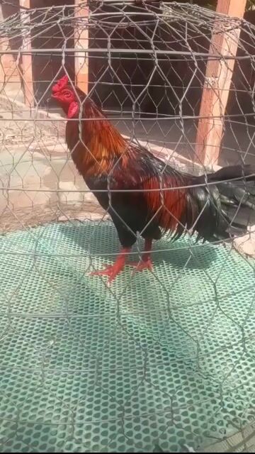 Gà tre 3.2kg Đực. Mua bán Gà tại Thành phố Bến Tre Bến Tre được đăng bởi phong doan hình 1