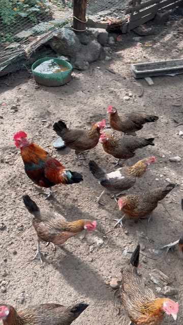 Giải tán đàn Gà. Mua bán Gà tại Huyện Quỳnh Lưu Nghệ An được đăng bởi PNM hình 1