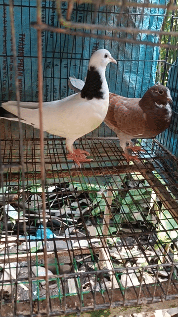 Chim bồ câu Pháp tơ Nâu trắng. Mua bán Chim tại Quận Bình Thuỷ Cần Thơ được đăng bởi Khang hình 1
