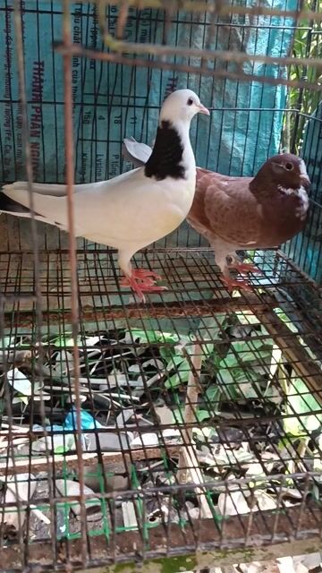 Chim bồ câu Pháp tơ Nâu trắng. Mua bán Chim tại Quận Bình Thuỷ Cần Thơ được đăng bởi Khang hình 1
