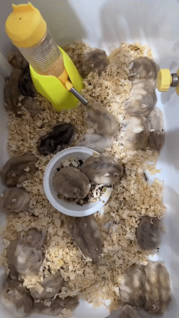Chuột Hamster nhiều màu. Mua bán Thú cưng khác tại Quận Tân Bình Tp Hồ Chí Minh được đăng bởi Thảo Nguyễnn hình 1