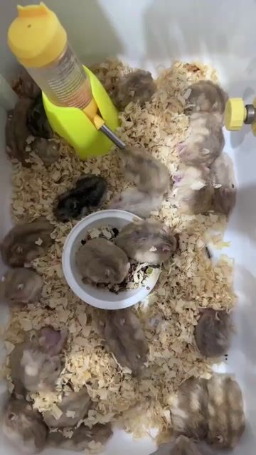 Chuột Hamster nhiều màu. Mua bán Thú cưng khác tại Quận Tân Bình Tp Hồ Chí Minh được đăng bởi Thảo Nguyễnn hình 1
