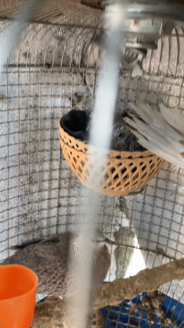 cả bộ cu gáy. Mua bán Chim tại Quận Tân Bình Tp Hồ Chí Minh được đăng bởi tien hình 1