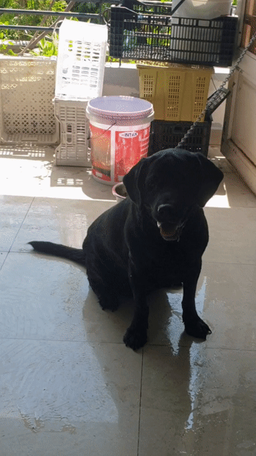 Chó Labrador thuần chủng full đen tuyền cực đẹp. Mua bán Chó tại Quận Tân Bình Tp Hồ Chí Minh được đăng bởi Linh Lan hình 1