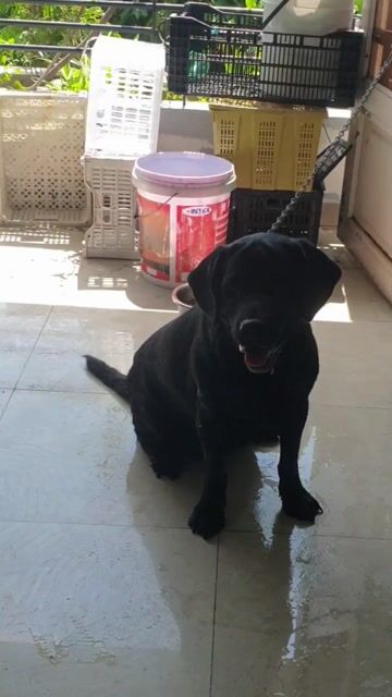 Chó Labrador thuần chủng full đen tuyền cực đẹp. Mua bán Chó tại Quận Tân Bình Tp Hồ Chí Minh được đăng bởi Linh Lan hình 1