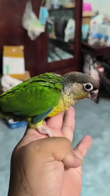 VẸT GREENCHEEK YLS ĐÃ XN. Mua bán Chim tại Quận Gò Vấp Tp Hồ Chí Minh được đăng bởi Phương Mai hình 1