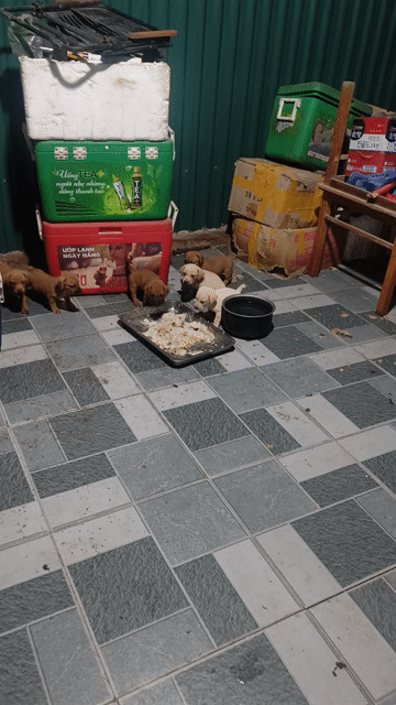 Chó Lạp xưởng nâu trắng còn nhỏ ngoan ngoãn. Mua bán Chó tại Huyện Thanh Oai Hà Nội được đăng bởi hồng anh hình 1