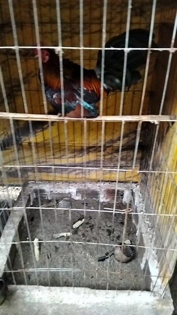 asiu hack. Mua bán Gà tại Huyện Trảng Bàng Tây Ninh được đăng bởi Phúc hình 1