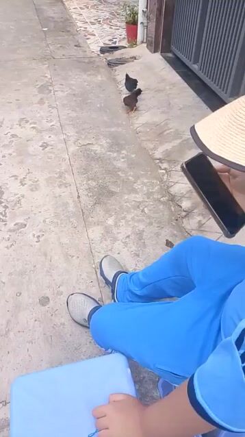 gà mái cộc 6 tháng 4 lạng. Mua bán Gà tại Huyện Châu Thành Hậu Giang được đăng bởi Huynh Khang hình 1