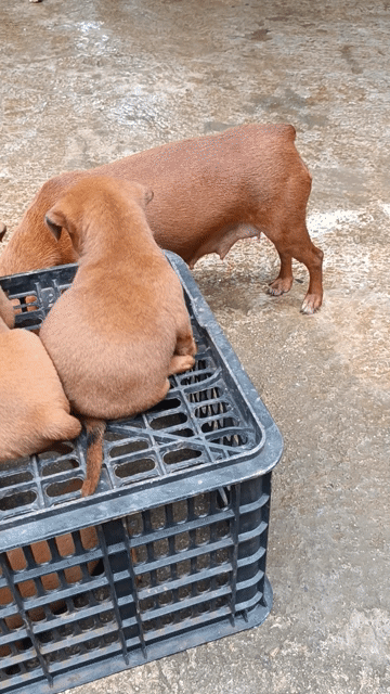 Chó Poodle Nâu Sữa cả hai. Mua bán Chó tại Thành phố Bảo Lộc Lâm Đồng được đăng bởi Thanh Hntt1999 hình 1