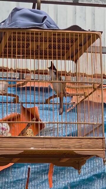 Chim chào mào thuần siêng hót. Mua bán Chim tại Quận Gò Vấp Tp Hồ Chí Minh được đăng bởi Tưởng Họa Mi  hình 1