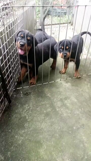 Rottweler siêu VIP. Mua bán Chó tại Huyện Bình Chánh Tp Hồ Chí Minh được đăng bởi Anh nông dân da đen hình 1