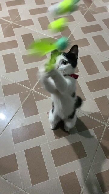 Mèo Đen trắng. Mua bán Mèo tại Quận Cẩm Lệ Đà Nẵng được đăng bởi Minh Tuấn hình 1