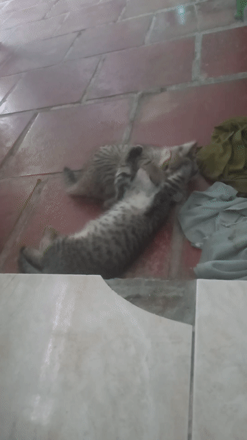 Mèo mướp đực cái khỏe mạnh. Mua bán Mèo tại Quận 8 Tp Hồ Chí Minh được đăng bởi Nguyễn Quốc Vẹn hình 1