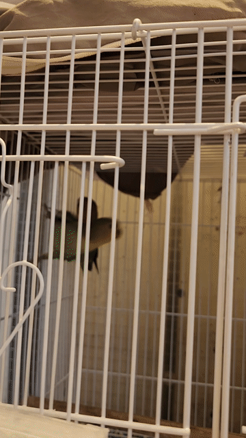 Lovebird không viền peachface. Mua bán Chim tại Quận Gò Vấp Tp Hồ Chí Minh được đăng bởi Chim Cảnh hình 1