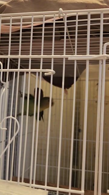 Lovebird không viền peachface. Mua bán Chim tại Quận Gò Vấp Tp Hồ Chí Minh được đăng bởi Chim Cảnh hình 1