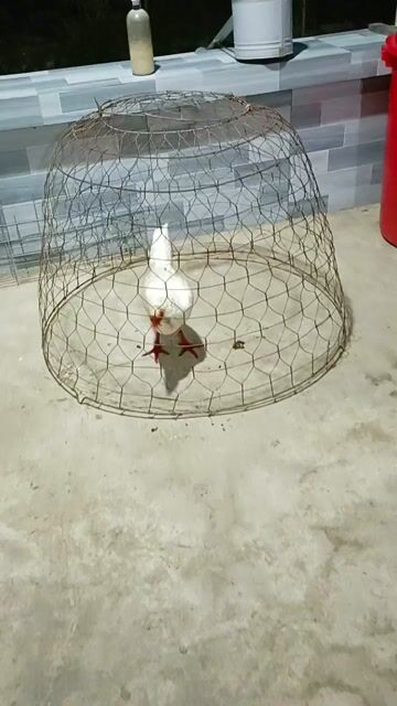 Gà Mỹ mái chân xanh 2.2kg. Mua bán Gà tại Huyện Mỹ Tú Sóc Trăng được đăng bởi Tiền Gà  hình 1