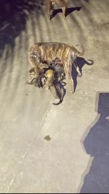 Chó Phú Quốc vằn đực cái. Mua bán Chó tại Huyện Hoài Đức Hà Nội được đăng bởi Linh hình 1